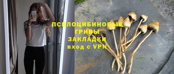 стаф Аркадак